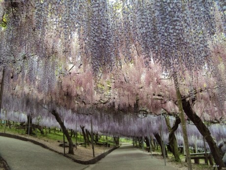 wisteria