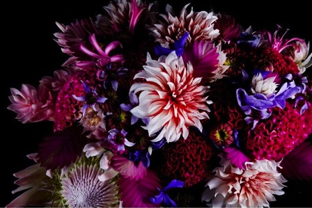 Encyclopedia of Flowers