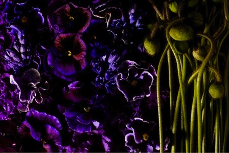 Encyclopedia of Flowers