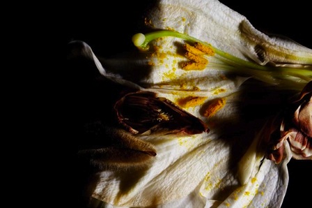 Encyclopedia of Flowers