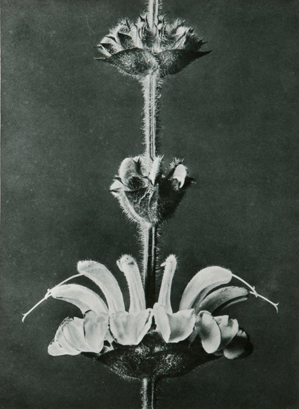 Karl Blossfeldt 1