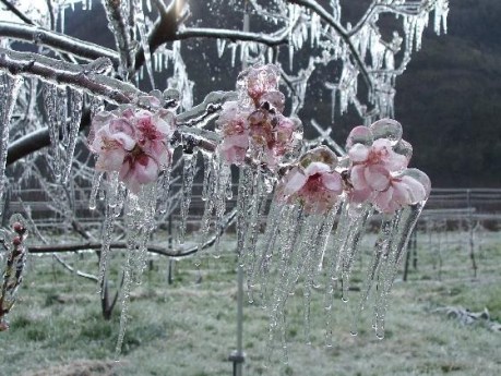 Frozen Flowers