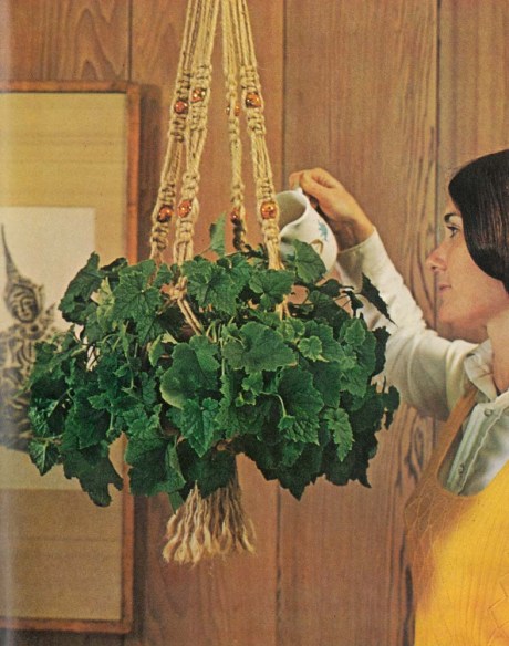 Hanging Garden