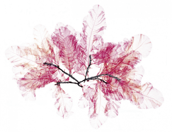 Nick Knight Flora | The Secret Garden